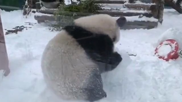 VID_20241223_213729_826.mp4