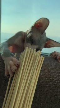 Игривый котик кусается