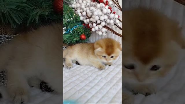 1001061644.mp4