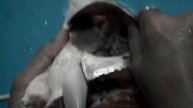 Fish Respiratory System