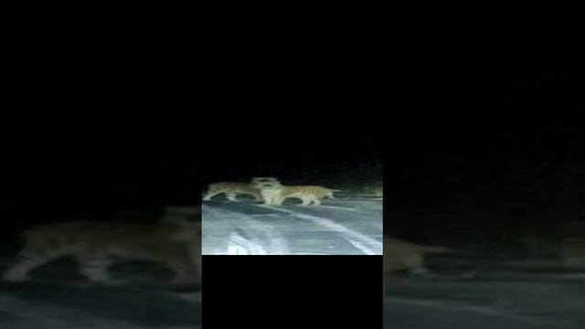 1000129562.mp4