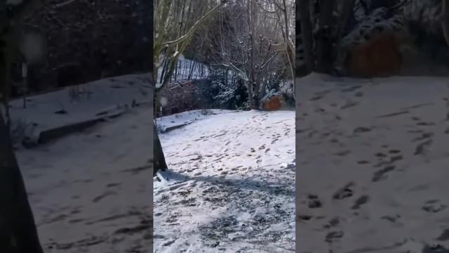 Бежит бычок качается.