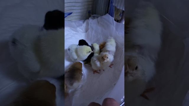 цыплята 🐤