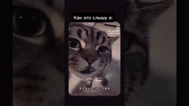 Жена иногда справляется с переводом😃