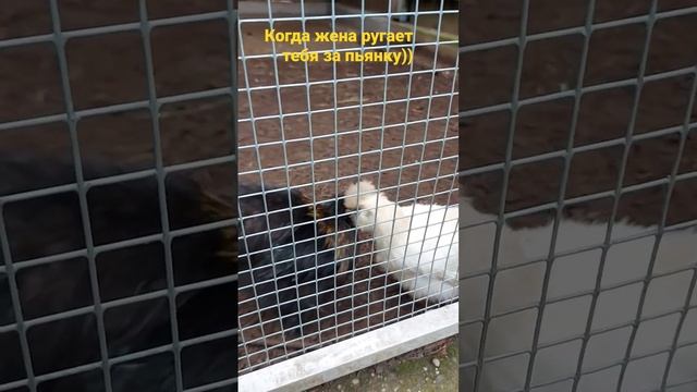 Когда жена пилит тебя за пьянку или просит купить телефон ;)