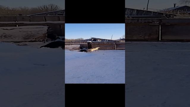 Собаки