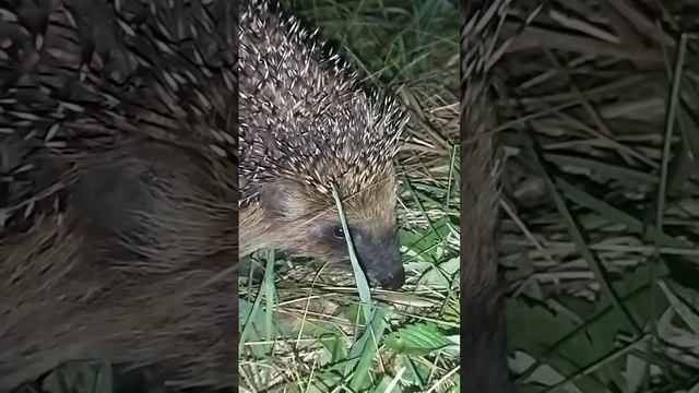 Ночной гость. Ëжик пришёл поздароваться!) Поздоровался, и ушёл в туман)