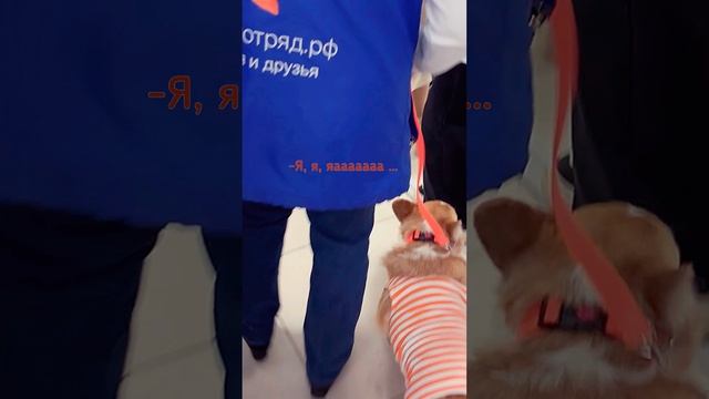 Корги Мира - ангел. Всегда. В костюме или без