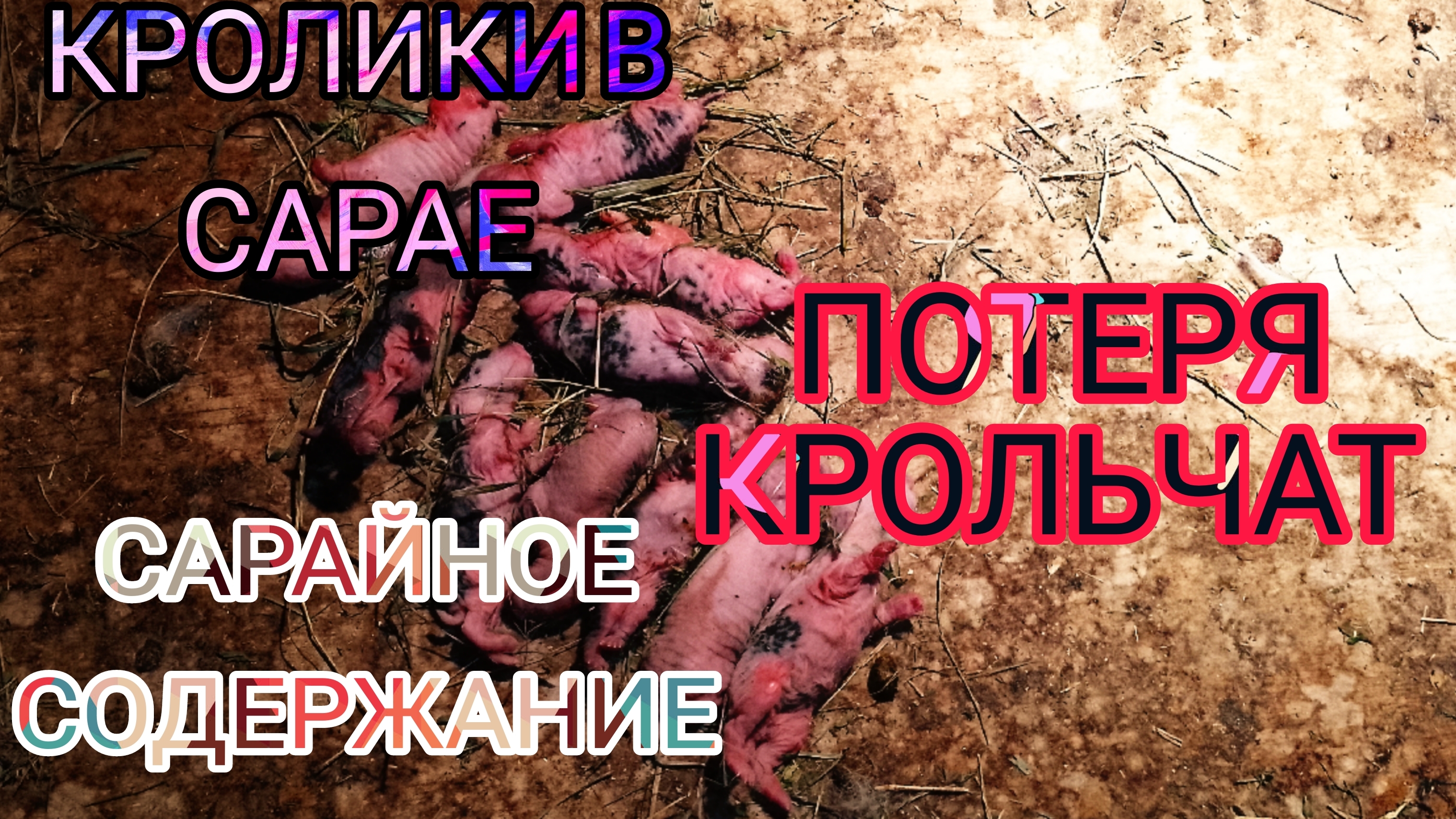 КРОЛИКИ В САРАЕ. САРАЙНОЕ СОДЕРЖАНИЕ КРОЛИКОВ. ПОТЕРЯ КРОЛЬЧАТ