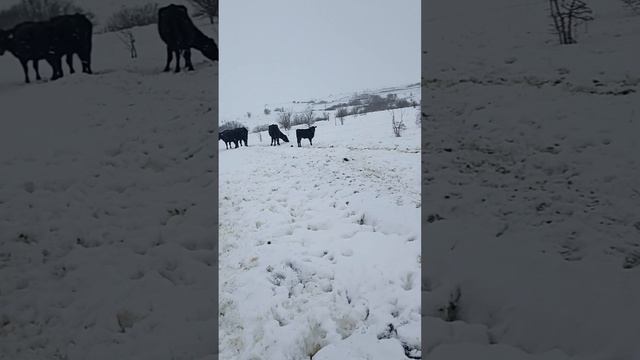 Стадо Абердин-Ангусов на вольном выгуле