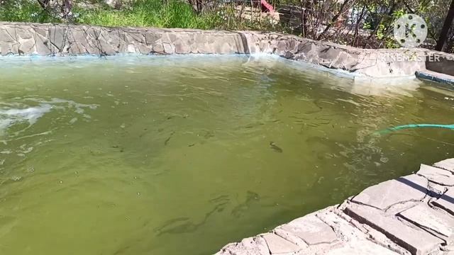 Форель проголодалась и решила поохотиться