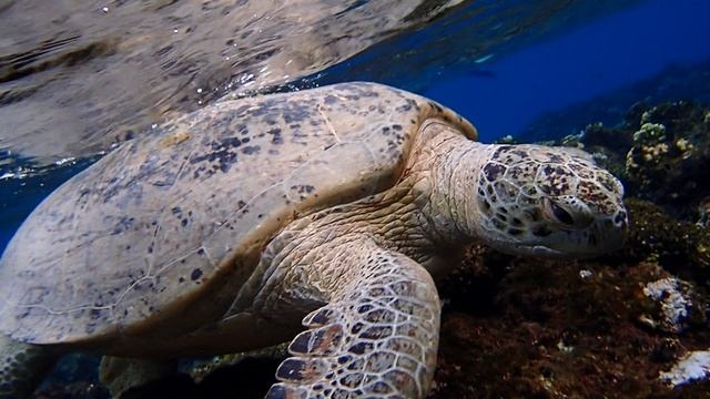 Черепахи на крышке. По дороге из Мубарак в Файроуз. Марса Алам. IBEROTEL Costa Mares.С Л.Драч.