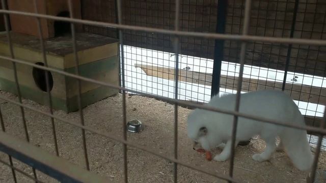 Приют домашних животных Эллина 22.01.23