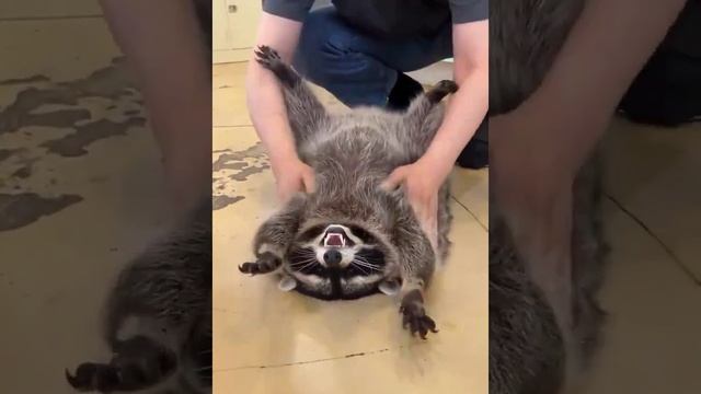 Енотик кайфует