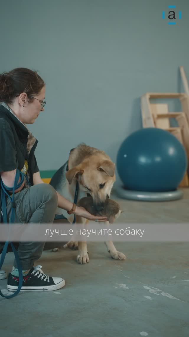 Разбираемся, как правильно забрать что-то у собаки