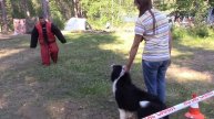 Чистякова Виктория и австралийская овчарка Хаку на защите на лесных играх 2018 11.07.18
