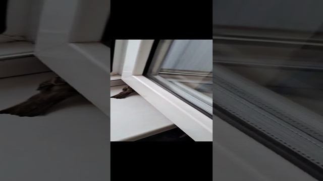 23-12-2024 неожиданный гость