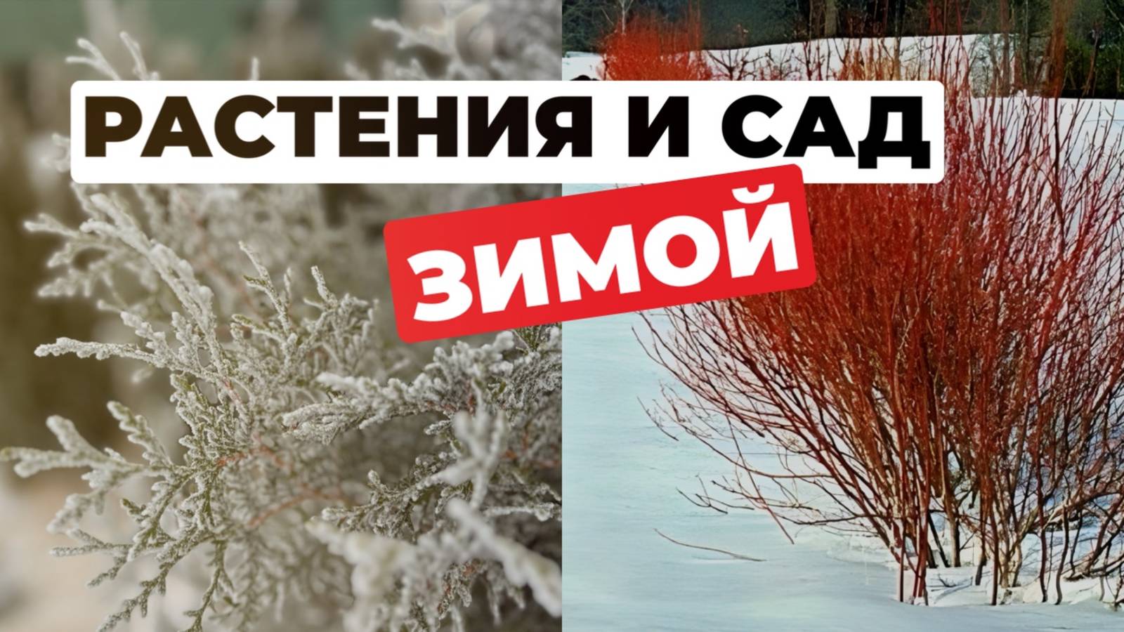 Сказочные сад зимой. Что посадить, чтобы сам выглядел красиво не только летом?