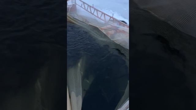 Запуск форели