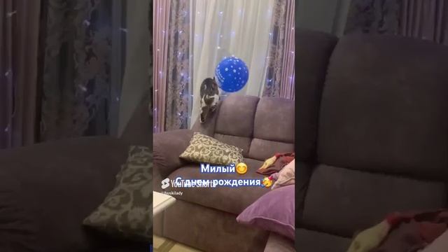 КОТИКИ