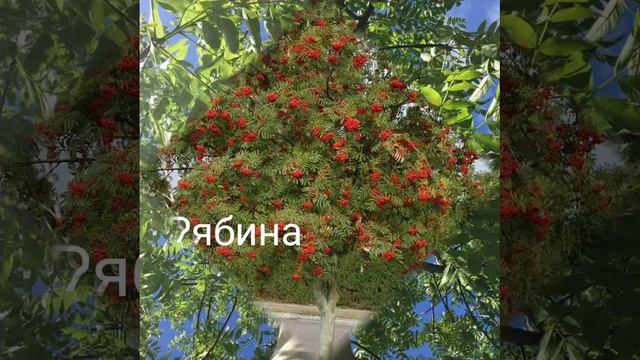 1000027173.mp4