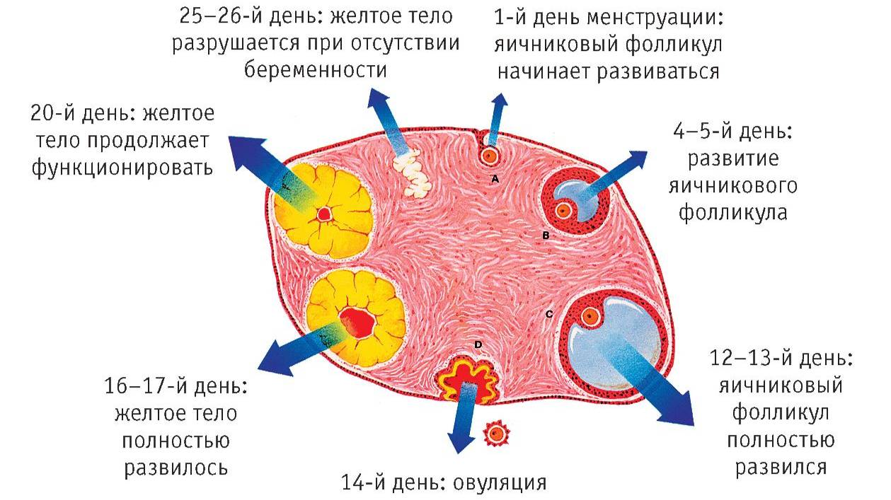 Сазонов С.В. 47. Яичник