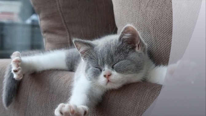 Руки в Брюки - На прививку | Covid-19 | Вакцинируйтесь | Пародия