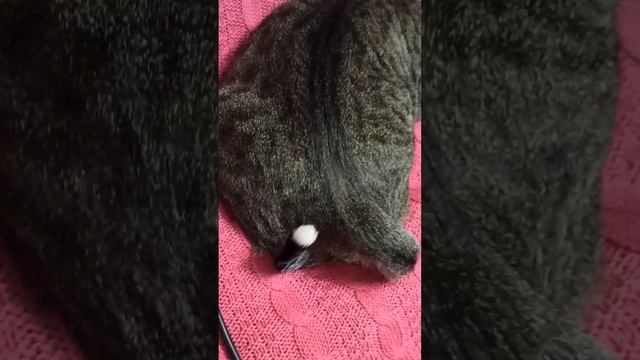 lv_0_20241221173242.mp4