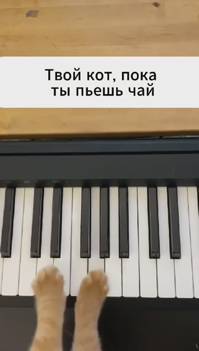 Кот 🐱🐱🐈🐈🐱🐈🐱🐈🐱🐈🐱