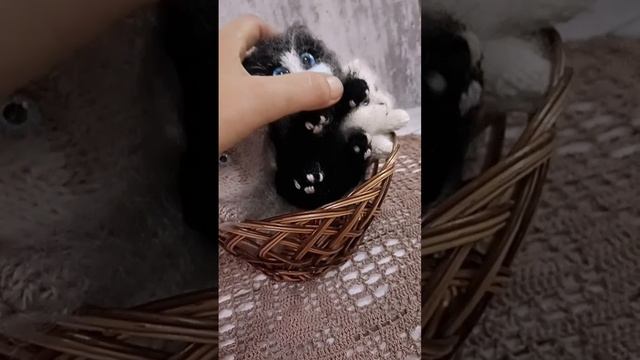 котята.mp4
