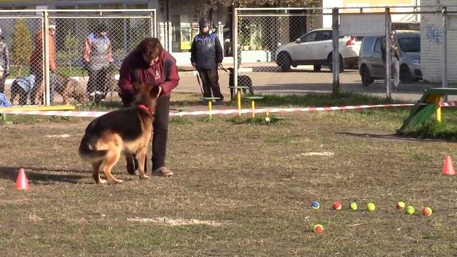 Ирина Лазвиашвили и овчарка Леонардо  соревнования SMART DOG 10.10.15