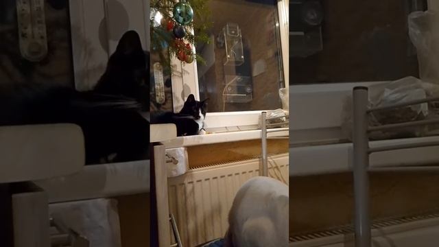 Коты знакомятся с новогодним деревом)