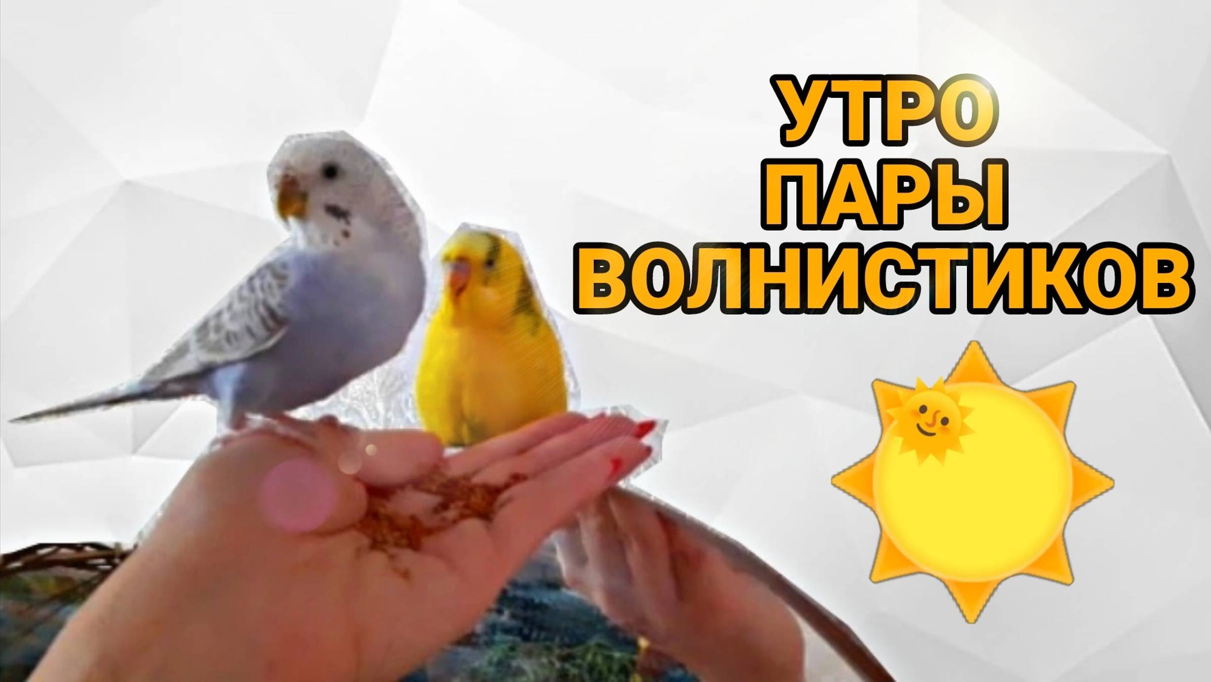 КАК НАСТУПАЕТ УТРО ПАРЫ ВОЛНИСТЫХ ПОПУГАЕВ ЧИКИ И МОЛЛИ! ВЕСЕЛОЕ УТРЕННИЕ ПЕНИЕ ПОПУГАЕВ!