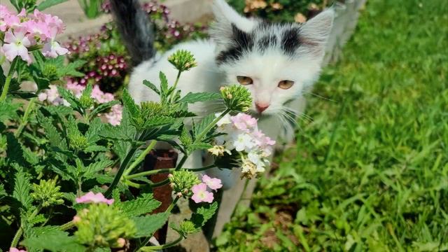 Как в каплях солнышка поляны