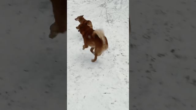 Ходи➡️стой➡️опять ходи #зима