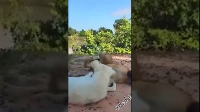Русака 2