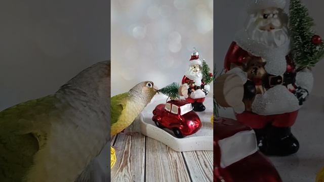 Новогодний попугай 🎄✨