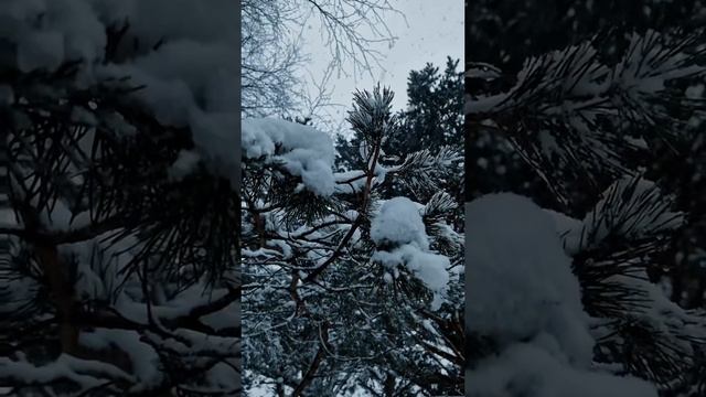 Зимняя природа.mp4