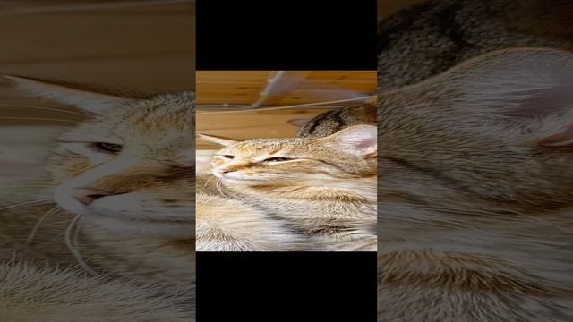 Папа Моисей, мама Сарра и я душенька Марфушенька 🥰 🐱😼🐈💞🐾