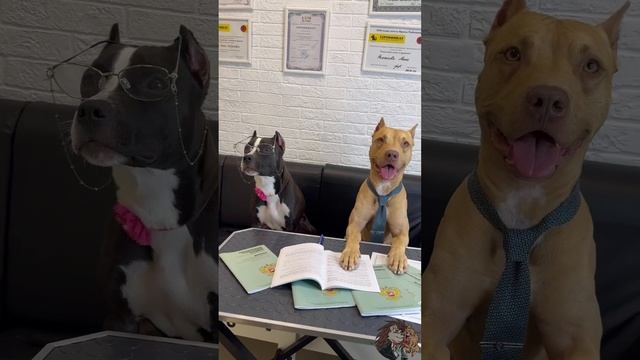 ШОК  ПИТБУЛЬ ЮРИСТ И ЕГО СЕКРЕТАРЬ  #питбульпеченька #dog #pitbull #питбуль #печенька  #law #пит