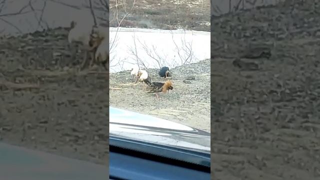 Дикие петушки. Кровь на асфальте!!!😨
