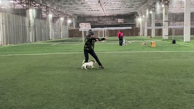 Танцы с собаками Dog dance Тимошина Светлана  Гувер.Танец Горько-Сладкий МирТренировка 10.01.202