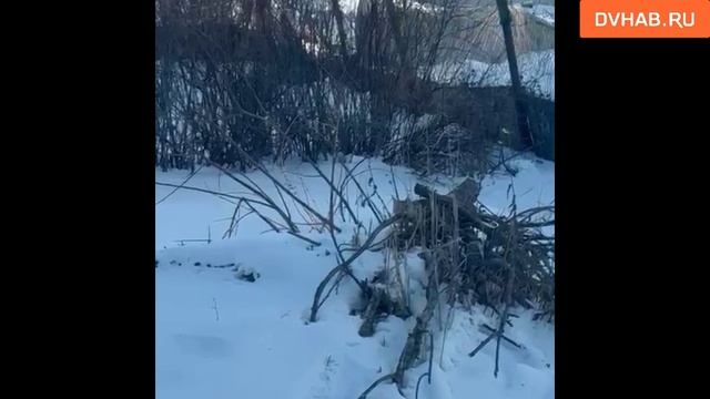 Гуляющую по городу рысь заметили хабаровчане