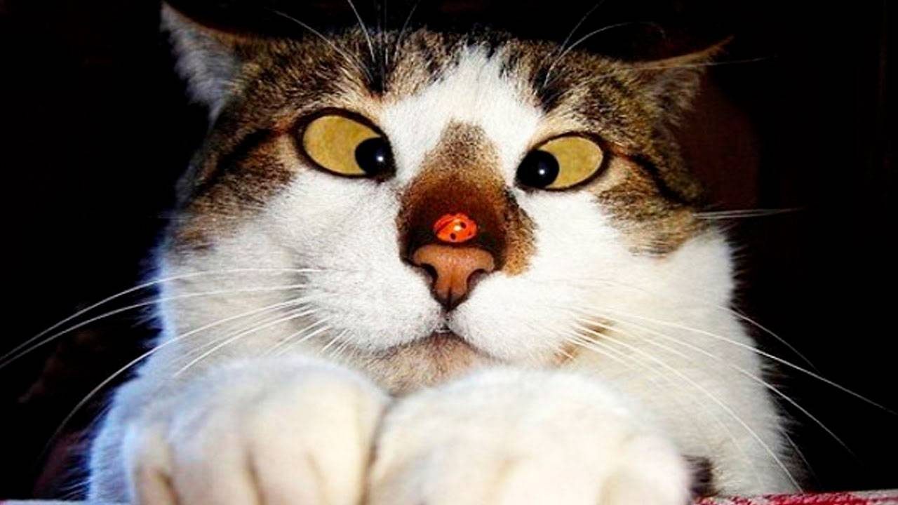 Смешные коты 66