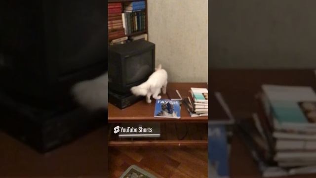 Шуанетта, сколько много новых, непонятных вещей. И что здесь есть съедобного