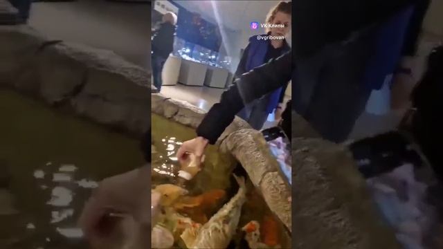 Контактный аквариум, Светлогорск