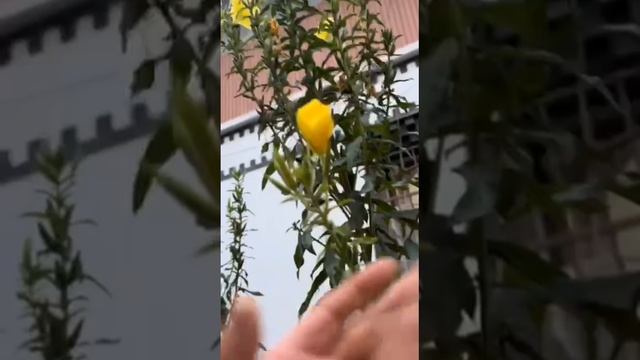 Цветы рвсцветвют под аплодисменты