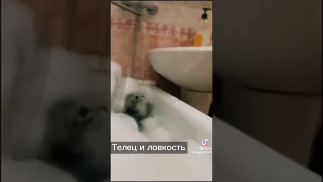 Знаки зодиака