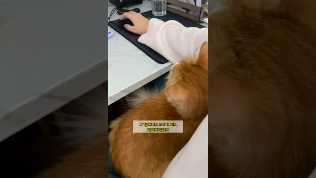 Заметки непутёвого писателя "Рыжий кот"