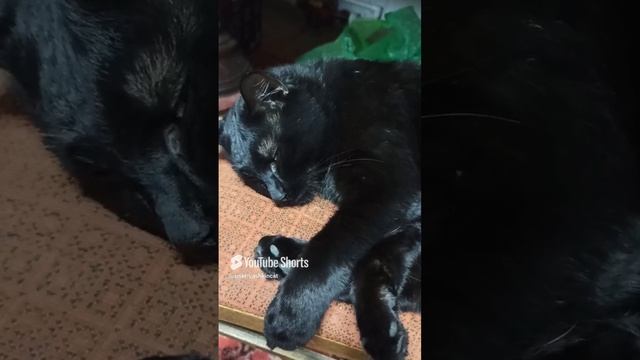 Уморился. 🐱.mp4